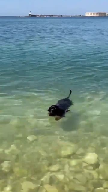 Море зовёт, волна поёт #баварскаягорнаягончая#лето#море#лабрадор#такса#собака#щенок#отпуск#отдых смотреть онлайн