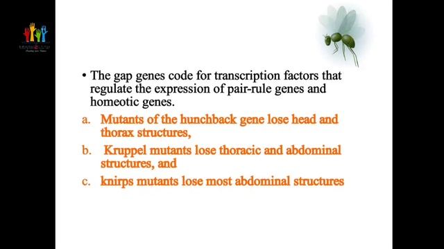 GAP genes@learn2leadwithgeethu493 drosophila melanogaster development & differentiation malayalam смотреть онлайн