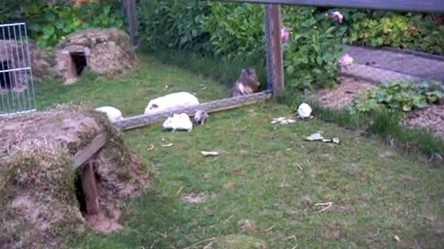 Kiwis Baby`s смотреть онлайн