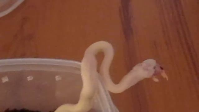 Elaphe obsoleta lindheimeri leucistic feeding time смотреть онлайн