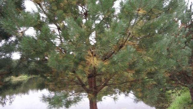 Сосны желтеют. Странная загадка природы смотреть онлайн