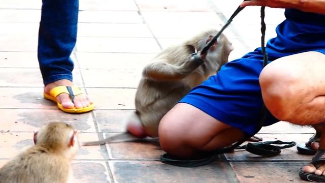 Released Monkey Girl Is Strongly Rejected By Group Of Monkey Till Crying So Loudly смотреть онлайн