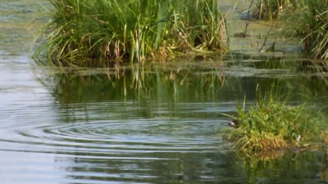 Черношейная поганка смотреть онлайн