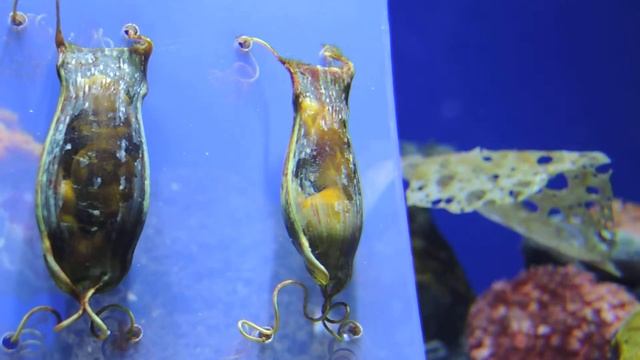 トラザメの卵(サンシャイン水族館) смотреть онлайн
