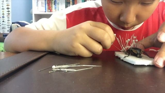 HOW TO PIN A INSECT (BEETLE EDITION) смотреть онлайн