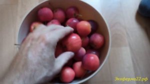 Ялоня Жебровское