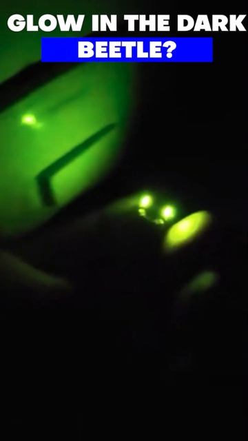 Glow In The Dark Beetle (Funny Videos 2023) #beetle #shorts #glowinthedark смотреть онлайн
