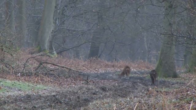 Hunting Muntjac Deer in the Chilterns смотреть онлайн
