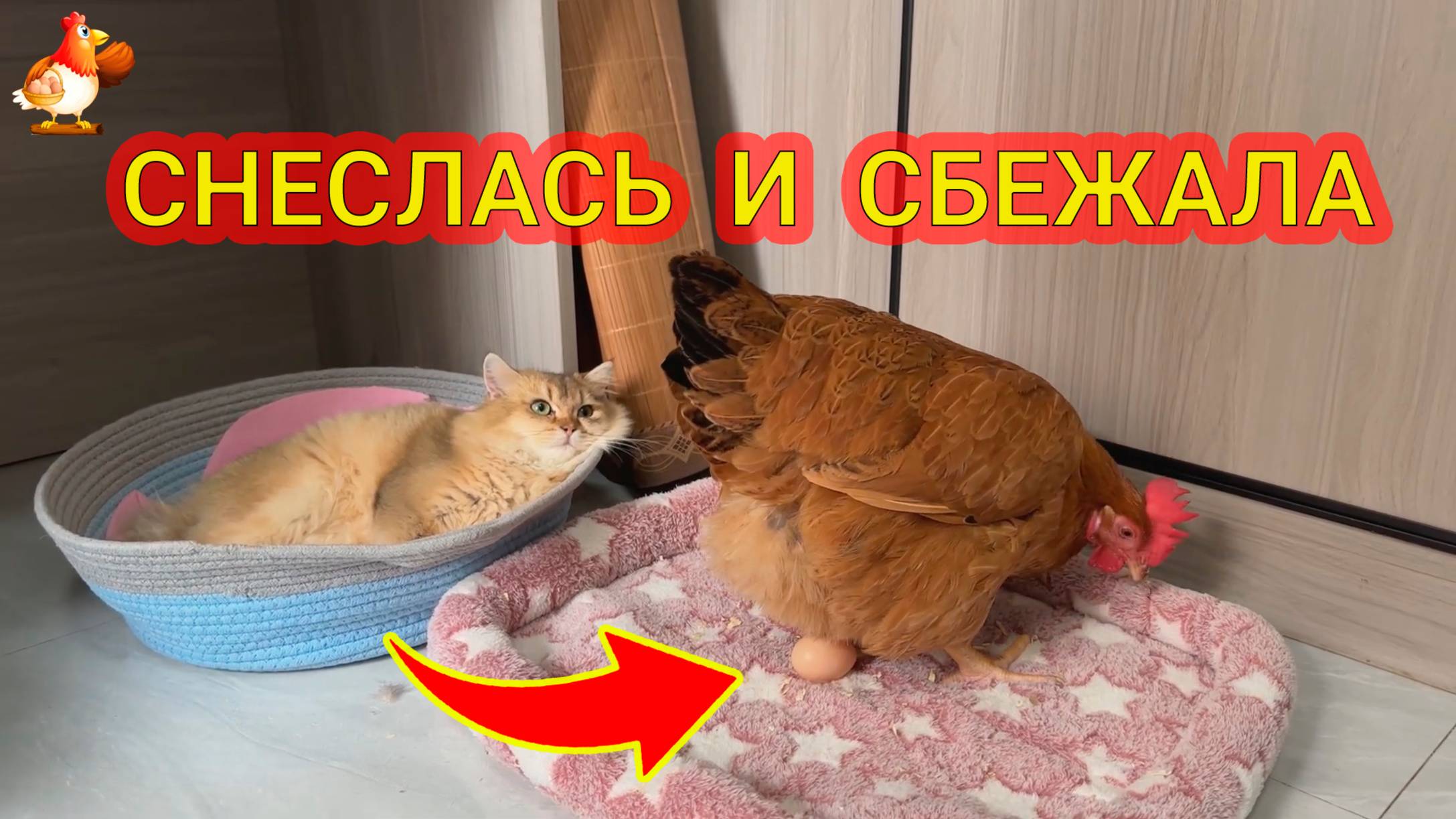 Курица снеслась и смылась ❣️🤗😂 смотреть онлайн