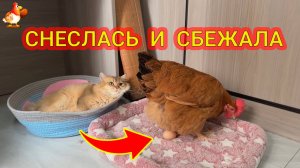 Курица снеслась и смылась ❣️🤗😂
