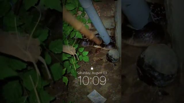 bahut hi khatarnaak sap#youtube #snake #short#virel#vedio 😳😳🫣🫣🫵🏻💯 смотреть онлайн