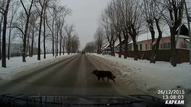 Грамотные собачки смотреть онлайн