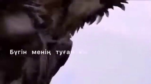 ТУҒАН КҮНГЕ ӨЛЕҢ..