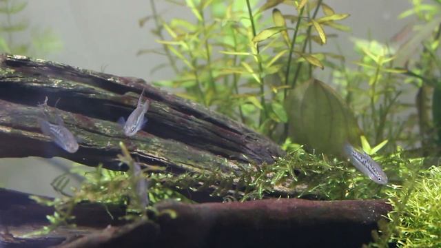 Tim's tanks - Episode 6 - The Dance of the Sparkling Gourami смотреть онлайн