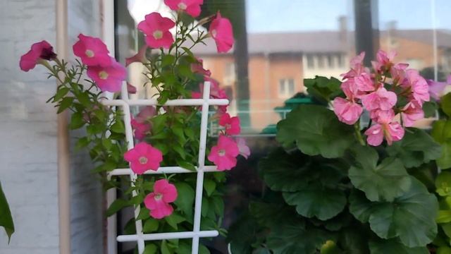 НЕбезразмерный балкон! 😀 И как Подросли ! ☺Обо всём понемногу😇 Цветут, растут и пахнут! 🌸🌼🌺 смотреть онлайн