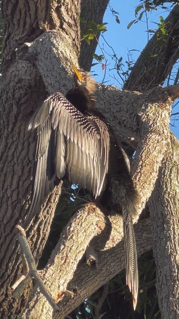 Anhinga and Squirrel on the tree. смотреть онлайн