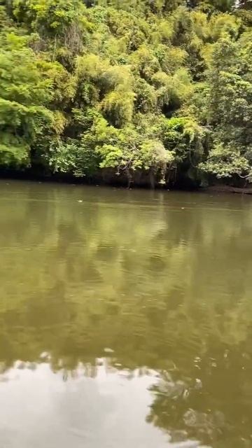 2021/5 亀山湖　水面に跳ねるウグイ　　４日後　この場所はミノーの当たりポイントになりました。 смотреть онлайн