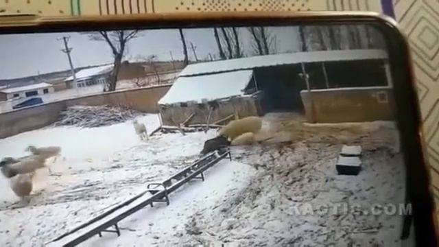 Нападение барана смотреть онлайн