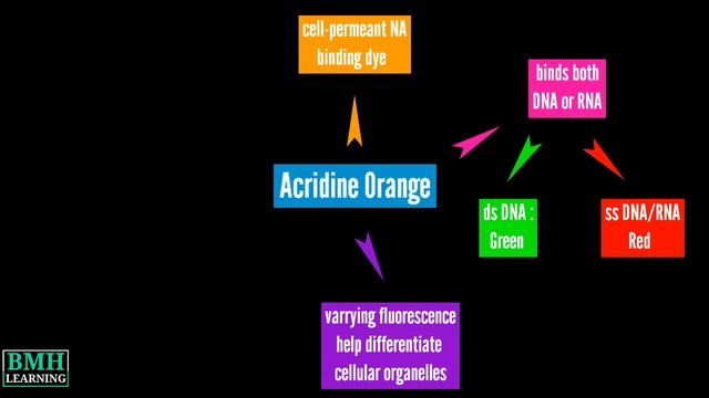 Acridine Orange Staining | смотреть онлайн