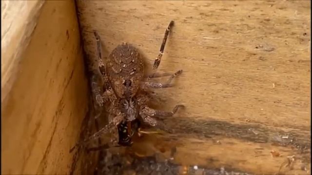 Zoropsis spinimana смотреть онлайн