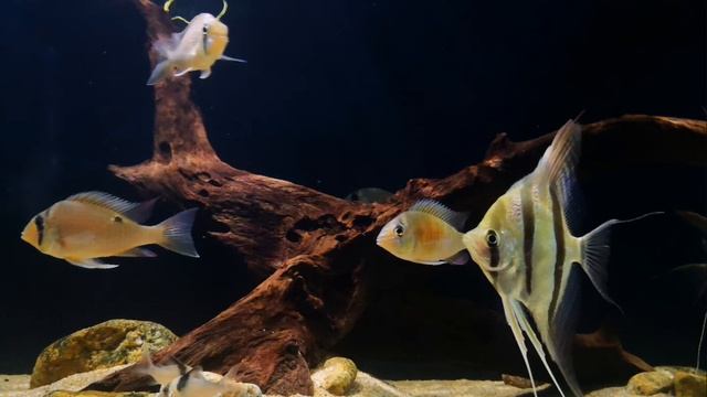Altum/Cupido/Corydoras смотреть онлайн