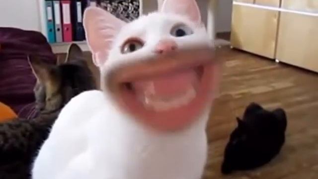 Кошки с человеческим ртом смотреть онлайн