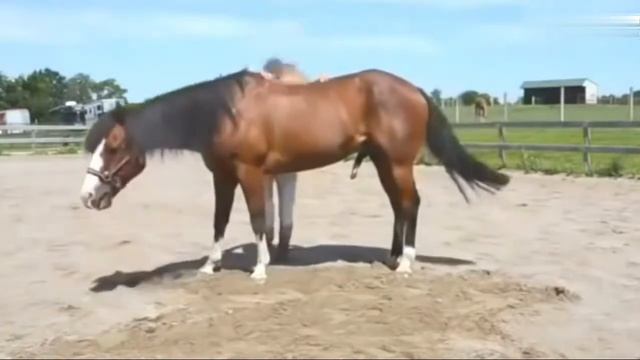 Wow, the beauty is training a horse. смотреть онлайн