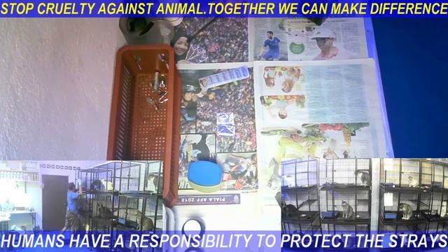 cara mudah bg ubat sporo pada kucing #ANIMAL_AKTIVIS смотреть онлайн