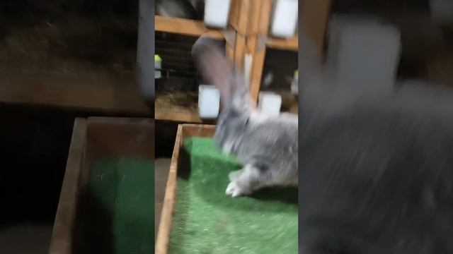 ризин шиншиловый