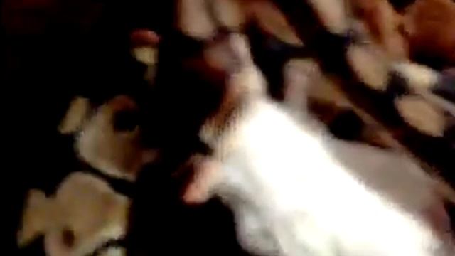 snake eats mouse смотреть онлайн
