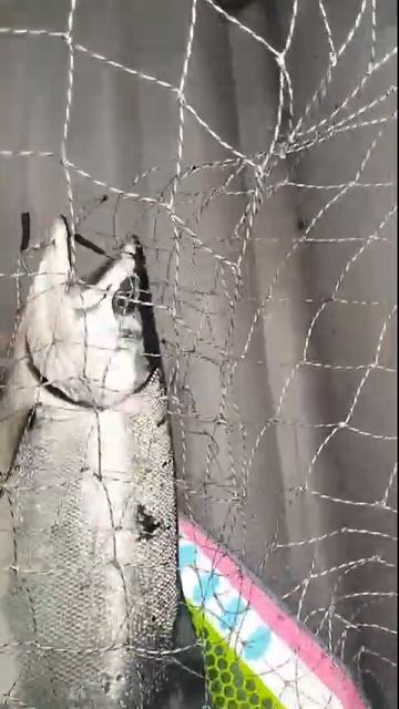 Ловля симы на троллинговую блесну от Mr. Musurok смотреть онлайн