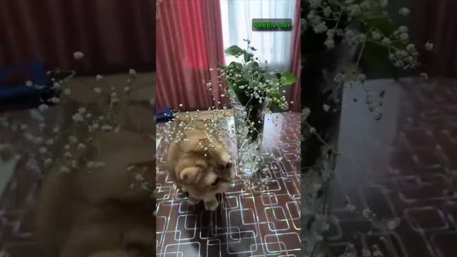 😱КОТИК ПОГРЫЗ ВСЕ ЦВЕТЫ В ДОМЕ😱 смотреть онлайн