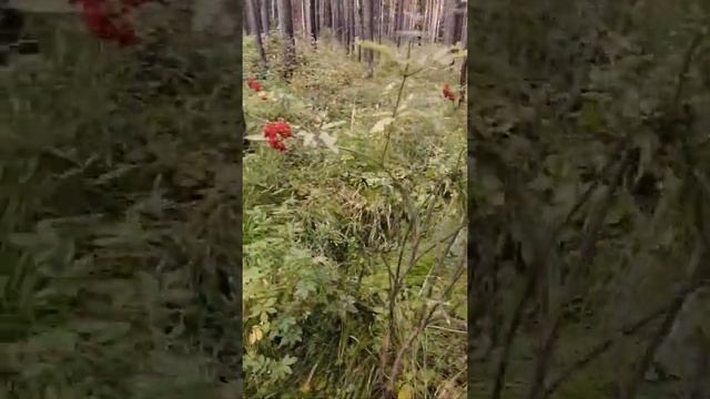 Видеофильм