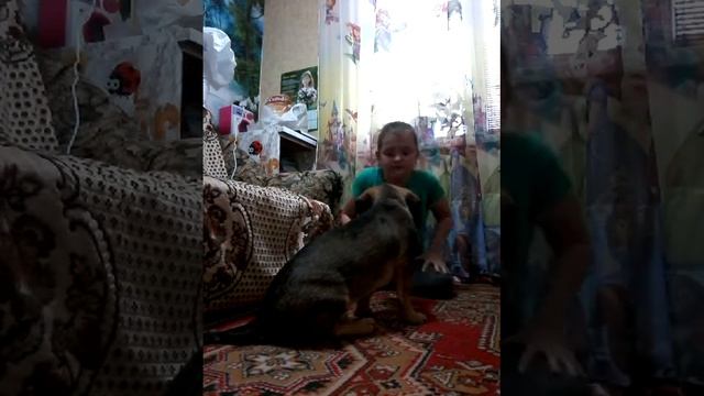 Учим командам собаку/Школа зверей🐓 смотреть онлайн