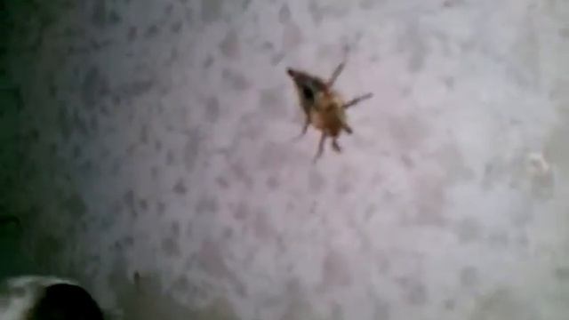 Norris VS The Cockchafer смотреть онлайн