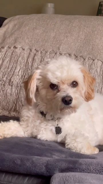 My dog is hearing voices🤯 смотреть онлайн