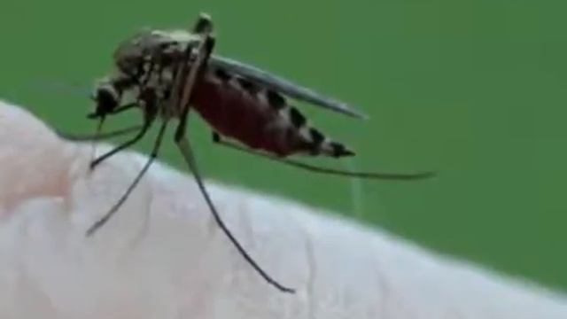 Aedes Albopictus, Tijgermug in actie смотреть онлайн
