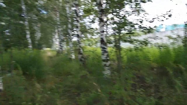 собираю грибы