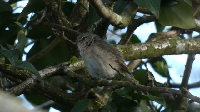 Siberian Chiffchaff Singing, 11th April 2021 смотреть онлайн