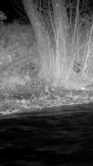Common Genet, filmed in Portugal #genetta #wildlife #nature смотреть онлайн