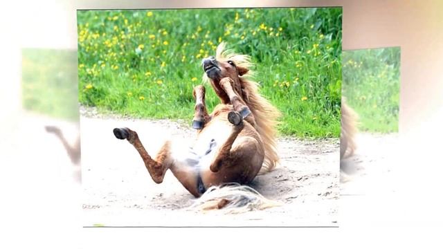 Лощади! смотреть онлайн