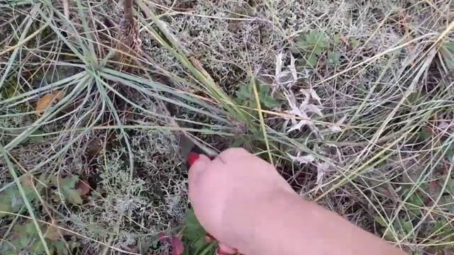 СБОР РЫЖИКОВ!!!!НУ НАКОНЕЦ-ТО,  РЫЖИКИ ПОШЛИ!!!!! РЫЖИКОВОЕ ЧУДО, РЫЖИКОВОЕ ЗОЛОТО!!!