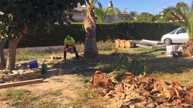 TALA PALMERA смотреть онлайн