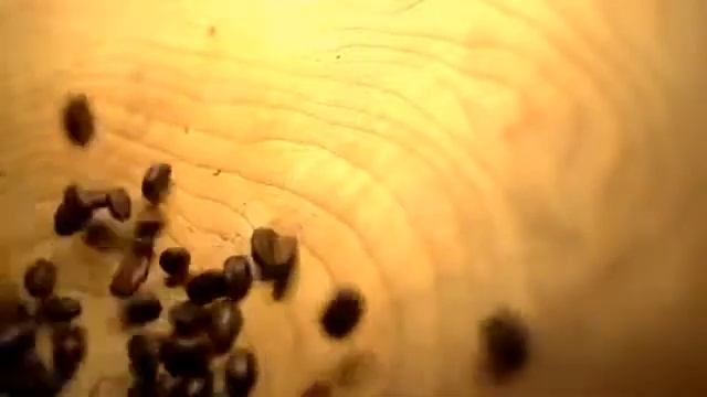 ME & My Cordyceps Coffee 3 in 1 new DXN coffee flavour amazing смотреть онлайн