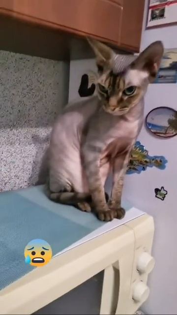 #кот#собака#амстаф#девонрекс#друзья#счастливывместе#котопес#хвостчетырелапы#бэтти#феликс# смотреть онлайн