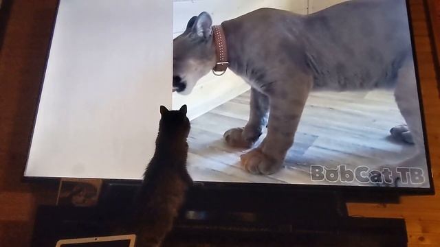 Boo kitty loves Puma Messi ❤️ смотреть онлайн