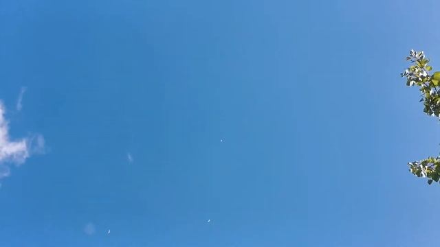 #БОЙНЫЕ ГОЛУБИ. Дневная тренировка молодых бакинских бойных голубей 08.08.2020г. смотреть онлайн