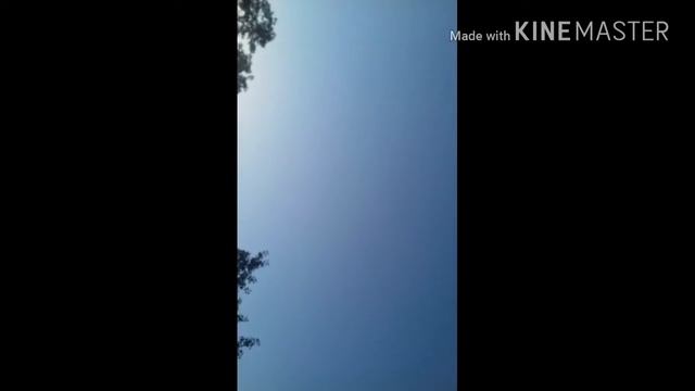 ГОЛУБЬ ТУРЕЦКАЯ ТАКЛА. смотреть онлайн