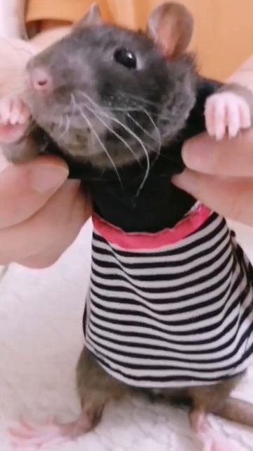 СЛУЖЕБНЫЙ РОМАН 😅, СМЕШНЫЕ КРЫСЫ В ОДЕЖДЕ смотреть онлайн