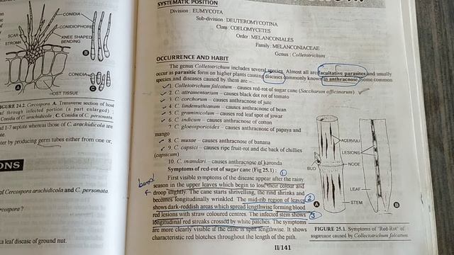 Fungus-Colletotrichum